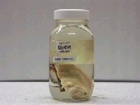 藏品(巴氏頸鰭魚)的圖片